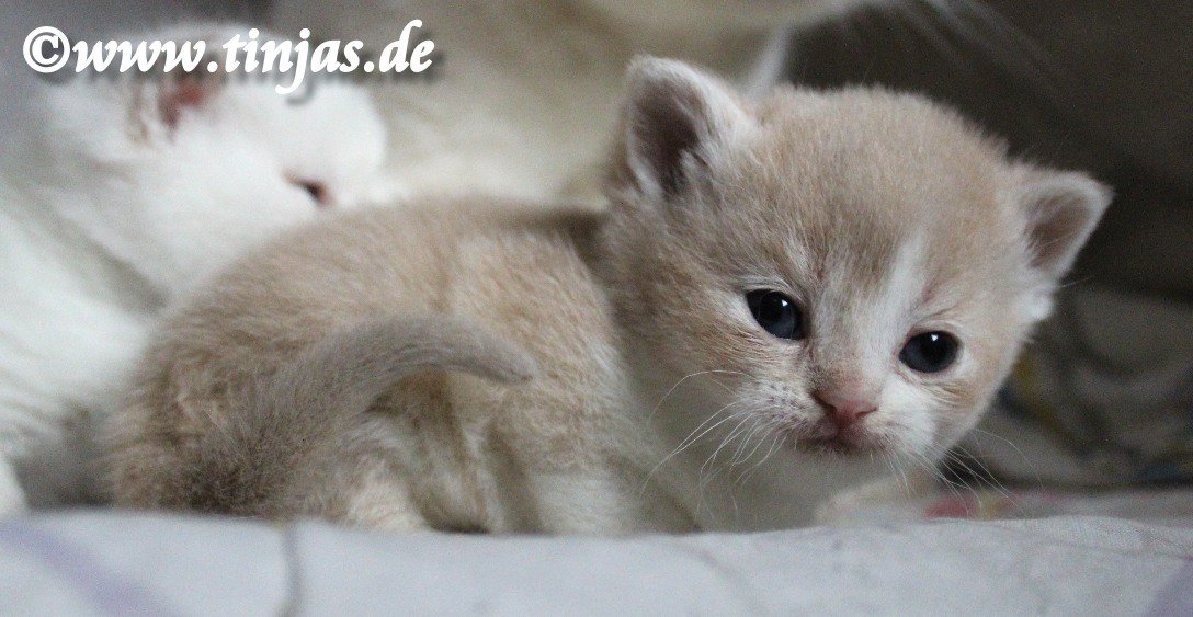 Britisch Kurzhaar Katzenbabys fawn golden shaded-w